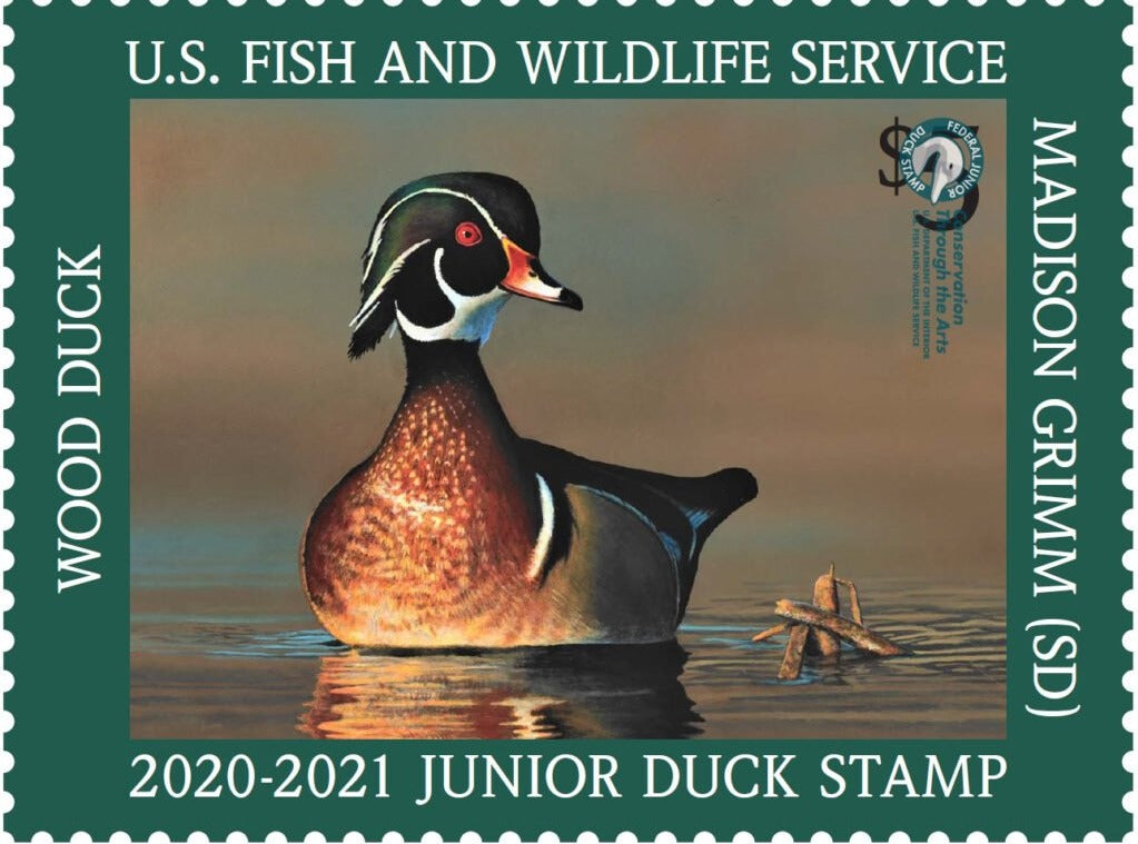 $5 Junior Duck Wood Duck Stamp 2020-2021