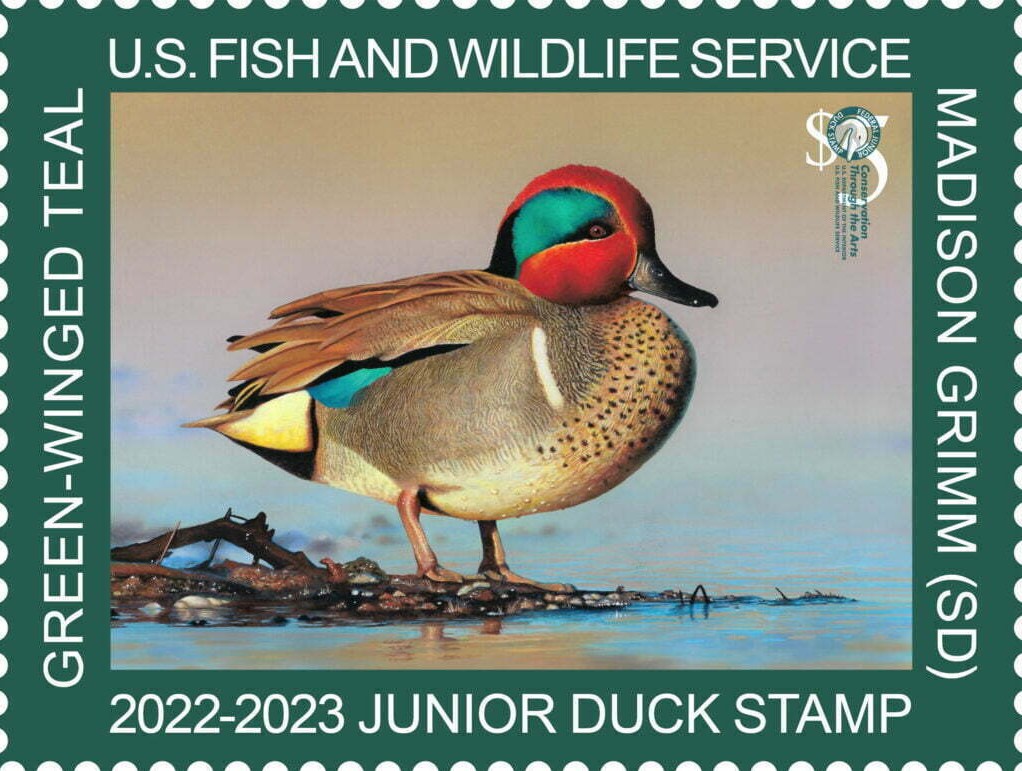 2022-2023 Junior Duck Stamp by Madison Grimm
