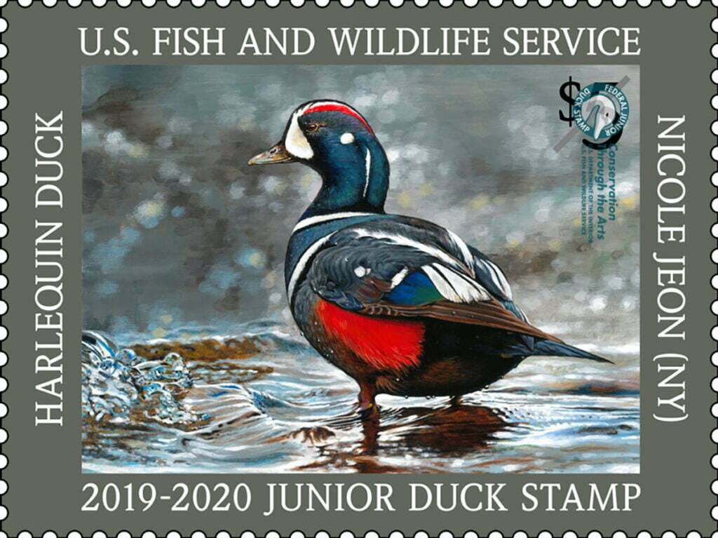 $5 Junior Duck Harlequin Stamp 2019-2020