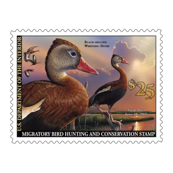 2020-2021 Black-bellied Whistling-Ducks Federal Duck Stamp