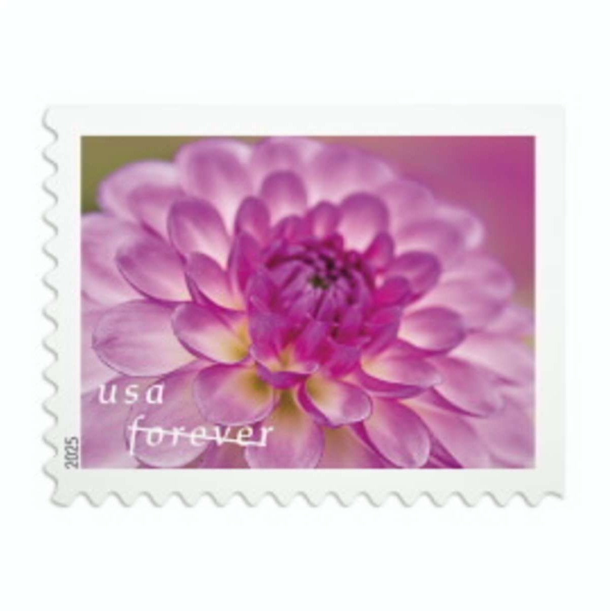 Dahlias stamps