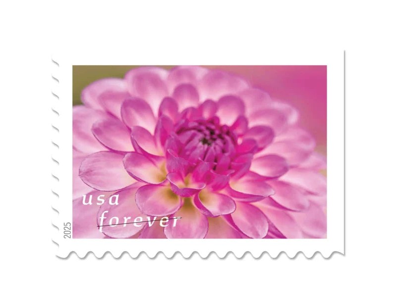 2025 Dahlias Forever Stamps — Floral Collection Booklet, First-Class Postage